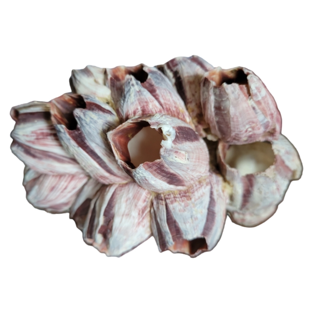 HP 😃 Natural Barnacle Coral Fish Tank Aquarium Pond Shrimp Shelter Home Ocean - Picture 4 of 10